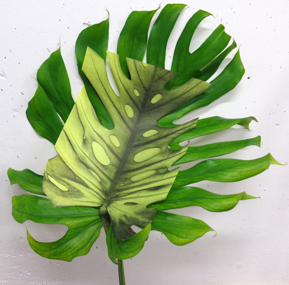 monstera-1-1200