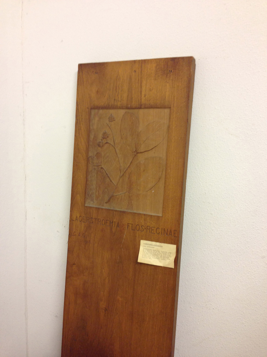 newwindow-tree-specialist-lexpott-8-1200